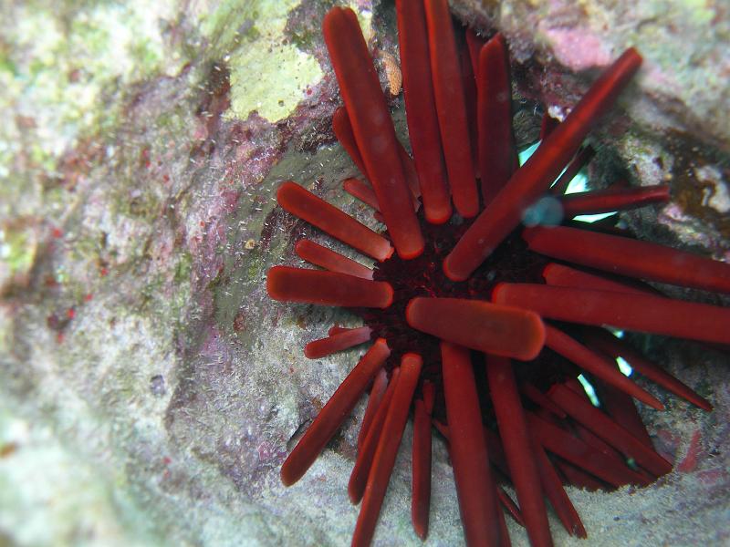 SAFAGA 07  2008 153.jpg